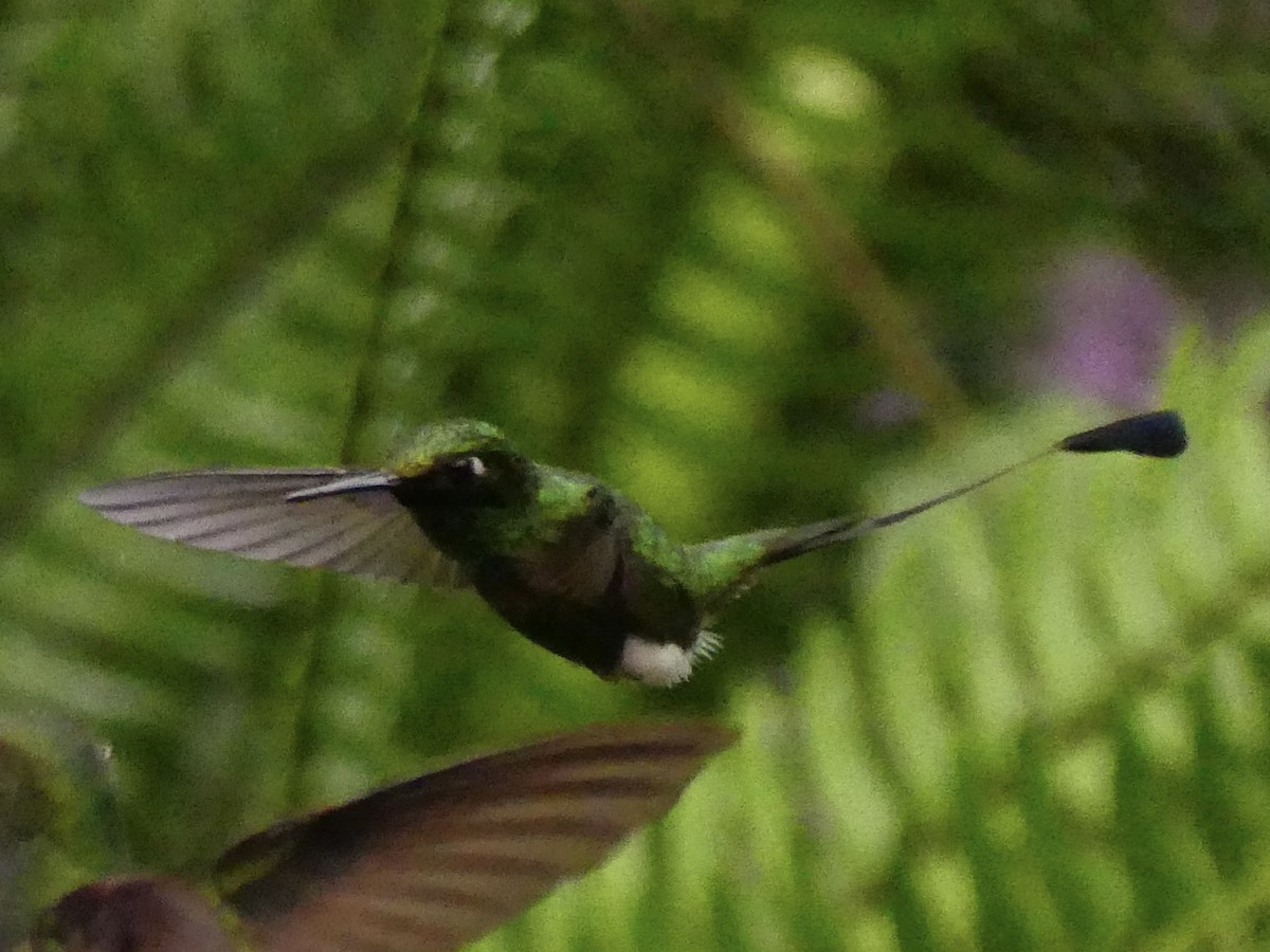 White-booted Racket-tail - ML619876682