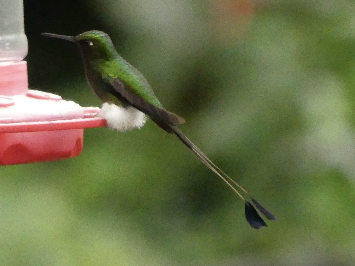 White-booted Racket-tail - ML619876683