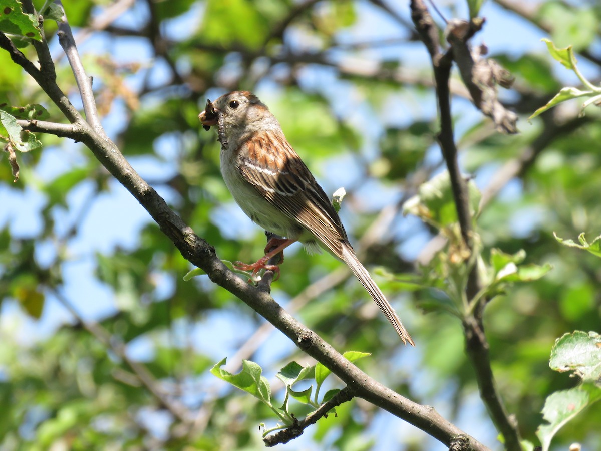 Field Sparrow - ML619876684