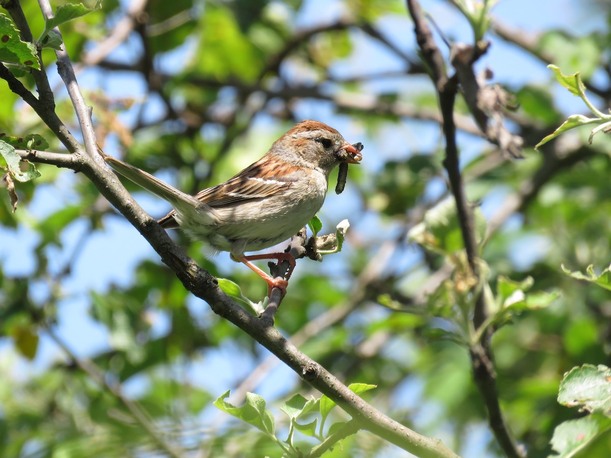 Field Sparrow - ML619876685
