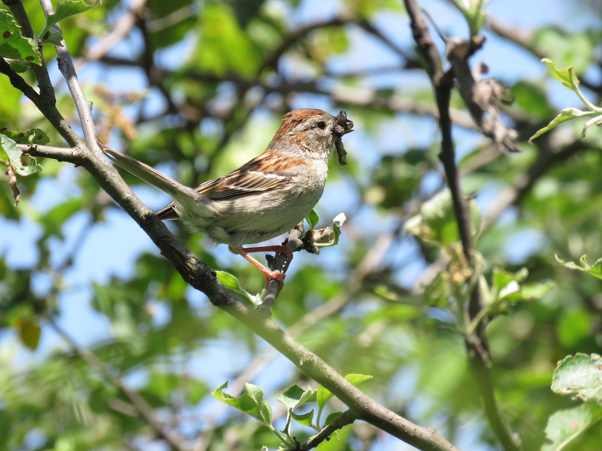 Field Sparrow - ML619876686