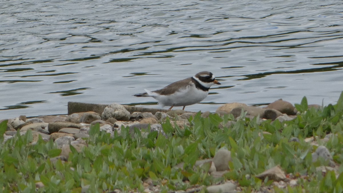 Common Ringed Plover - ML619876694