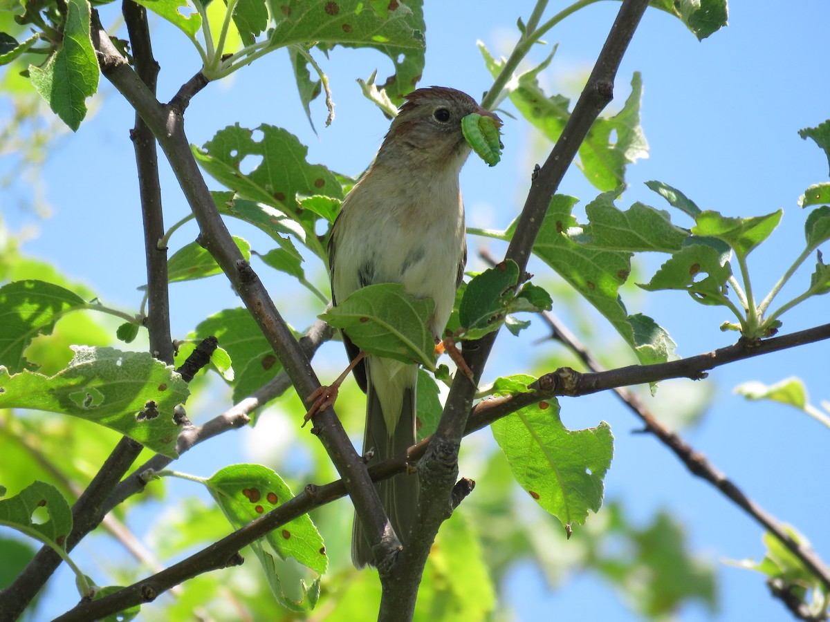 Field Sparrow - ML619876696