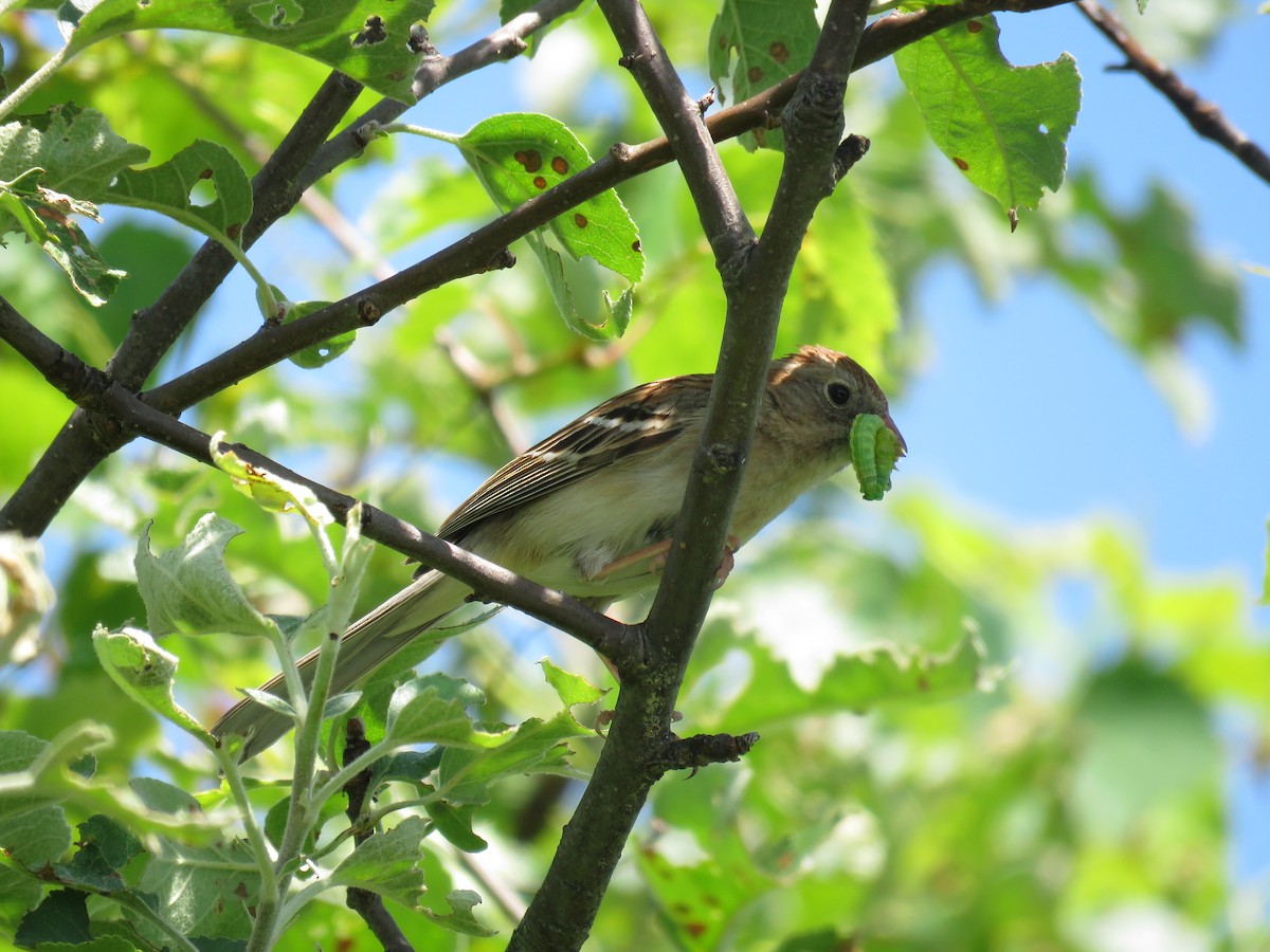 Field Sparrow - ML619876697