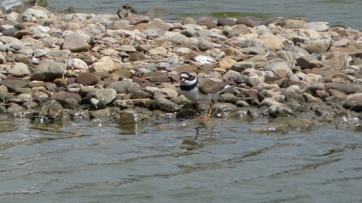 Common Ringed Plover - ML619876698