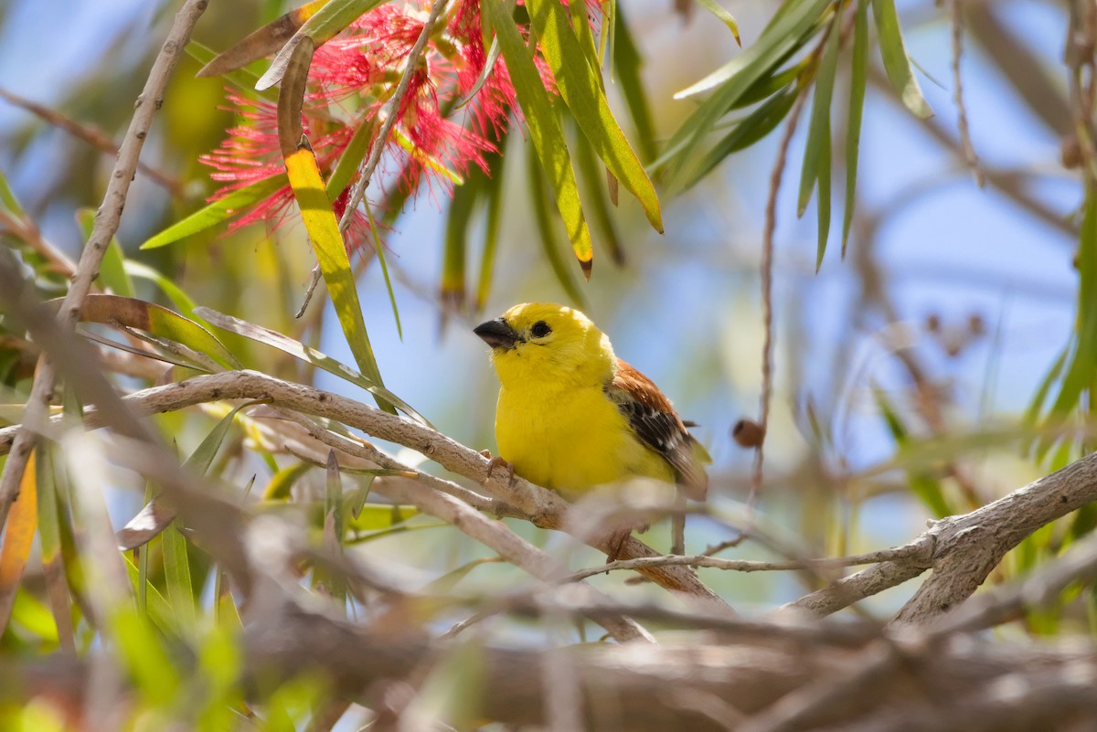 Sudan Golden Sparrow - Zsolt Semperger