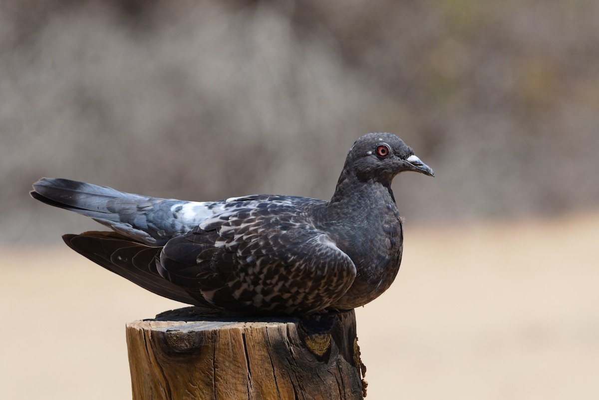 Rock Pigeon (Feral Pigeon) - ML619876726