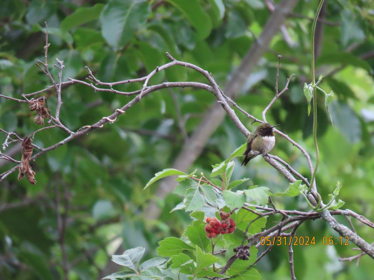 Ruby-throated Hummingbird - ML619876734