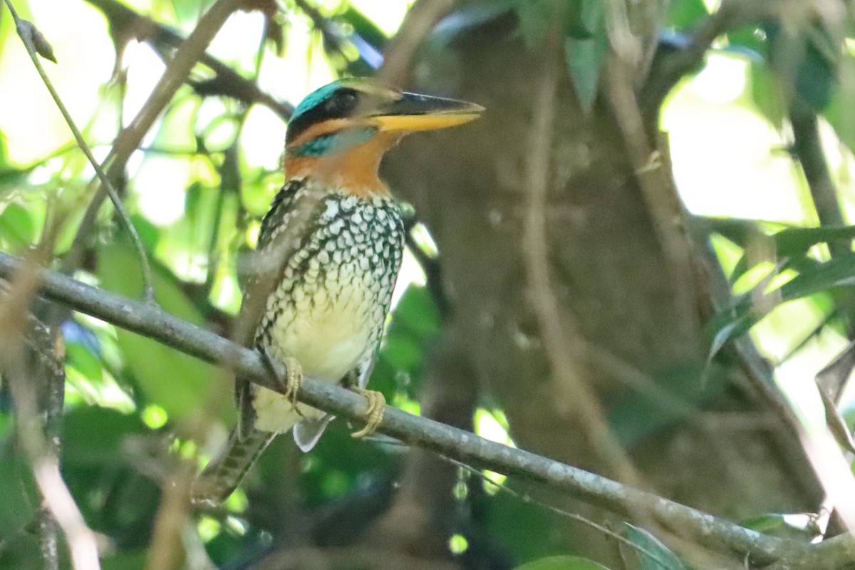 Spotted Kingfisher - ML619876735