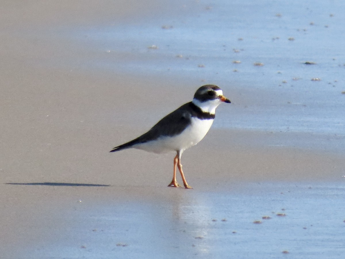 Semipalmated Plover - ML619876738