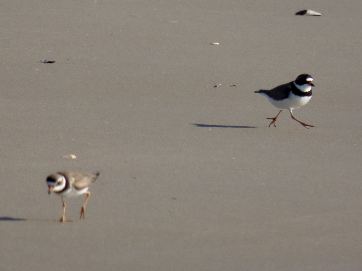 Semipalmated Plover - ML619876739