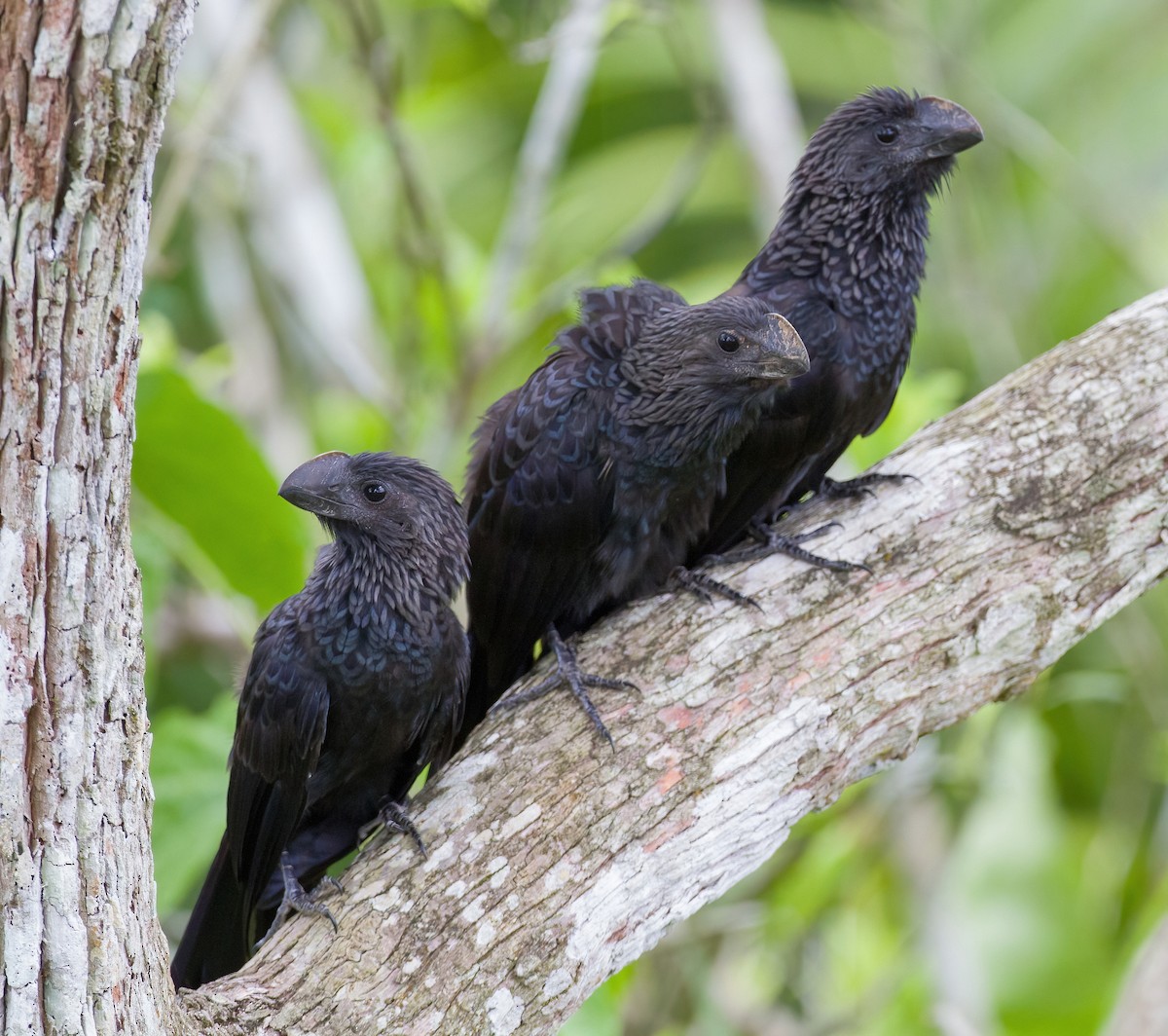 Smooth-billed Ani - ML619876741