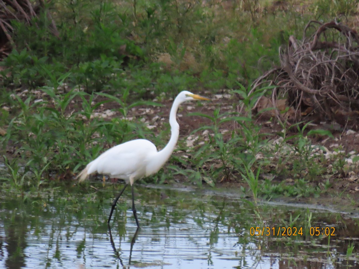 Great Egret - ML619876743