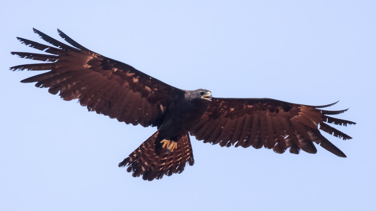 Águila Milana - ML619876754