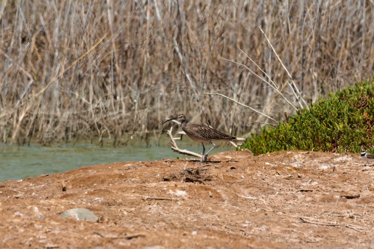 Whimbrel - ML619876768