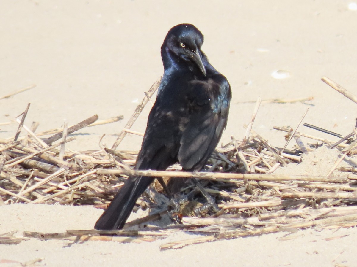 Boat-tailed Grackle - ML619876771