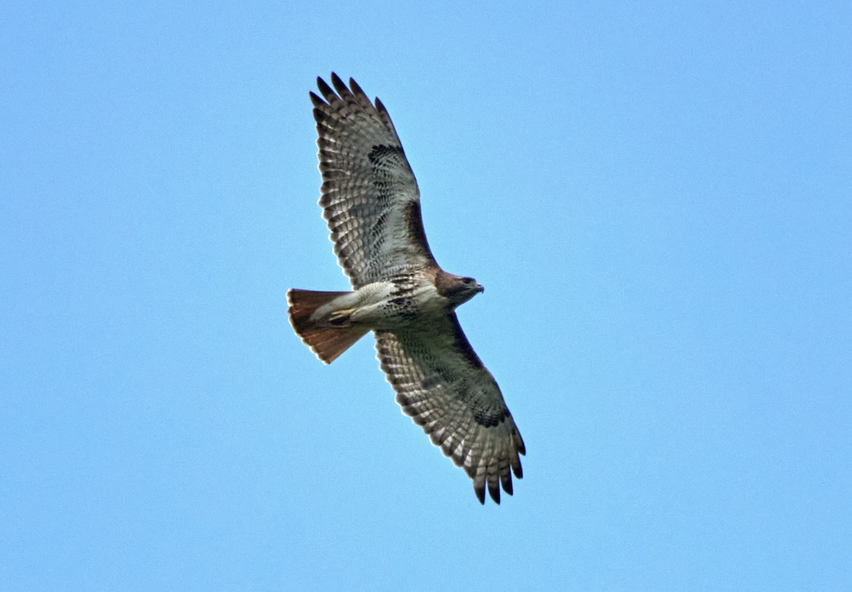 Red-tailed Hawk - ML619876801