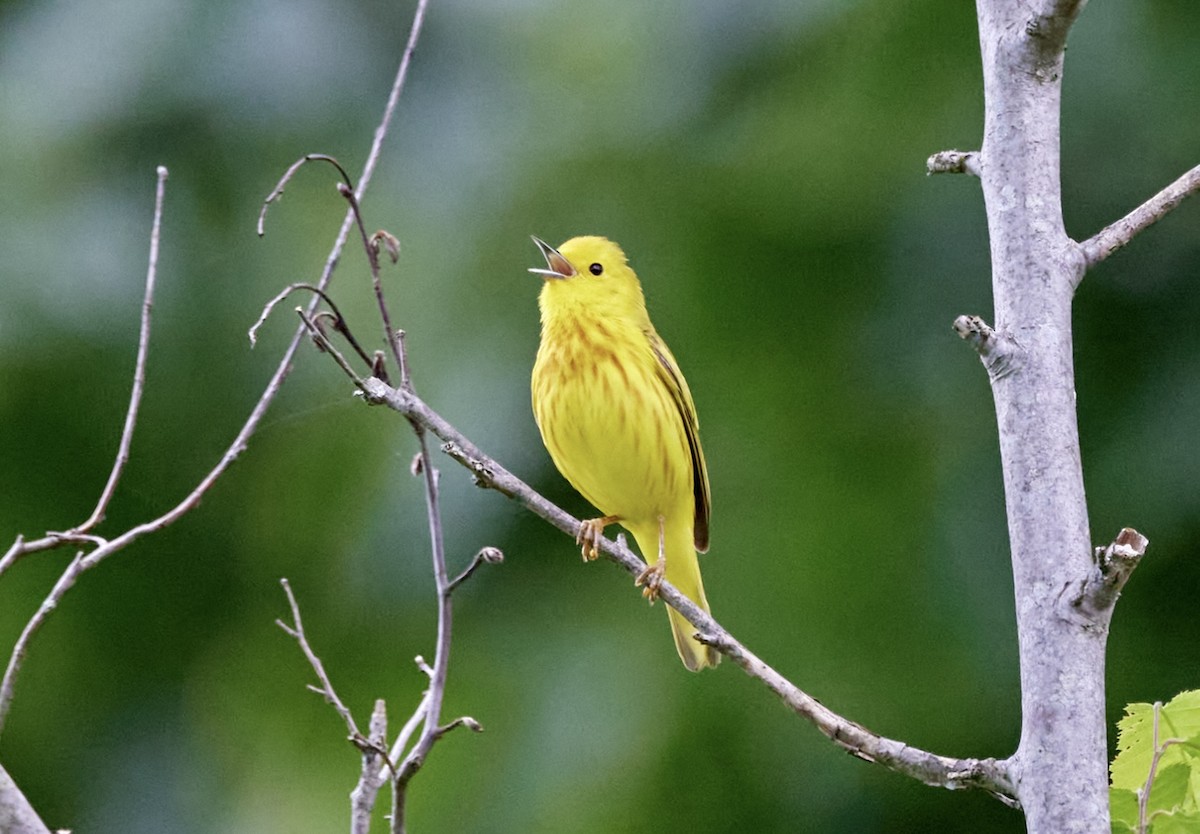 Paruline jaune - ML619876804