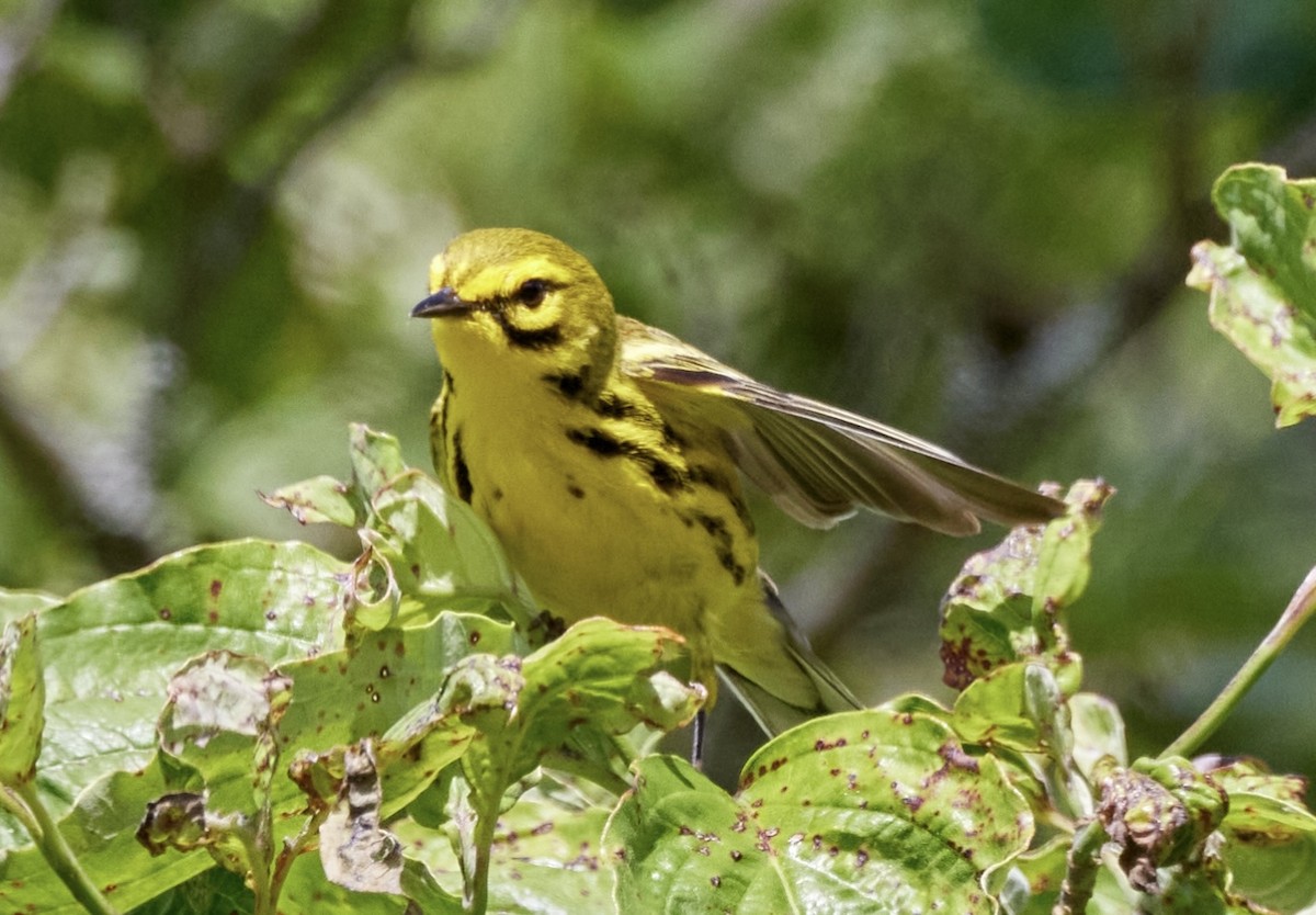 Prairie Warbler - ML619876805