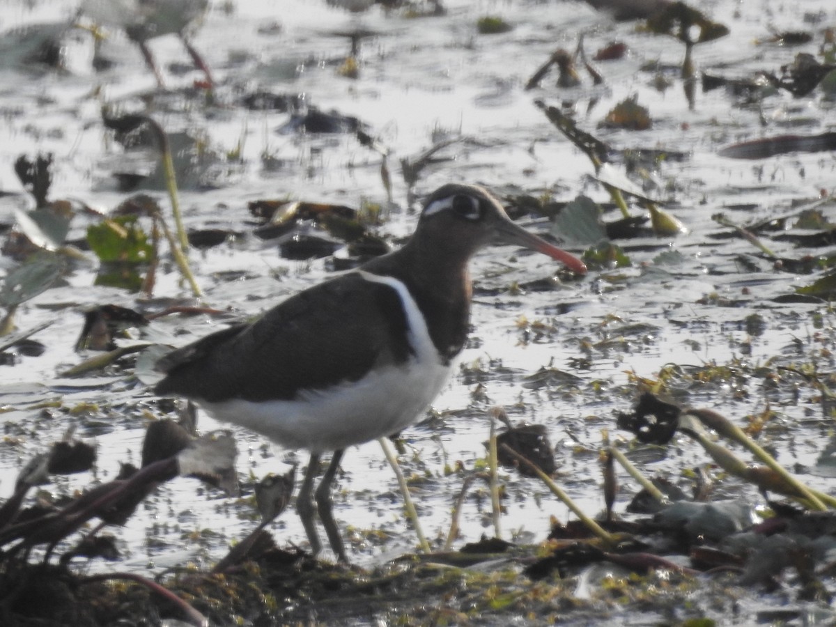 Greater Painted-Snipe - ML619876829