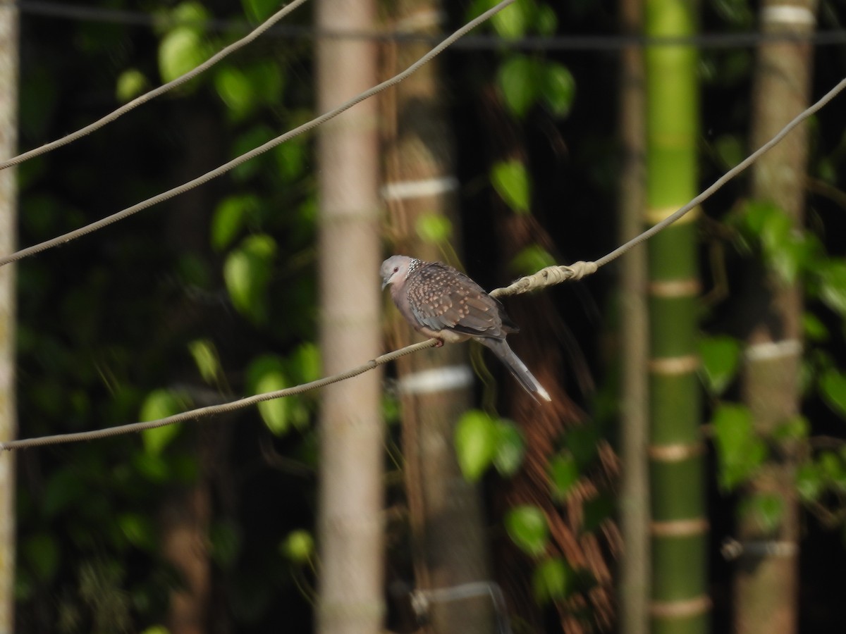 Spotted Dove - ML619876852