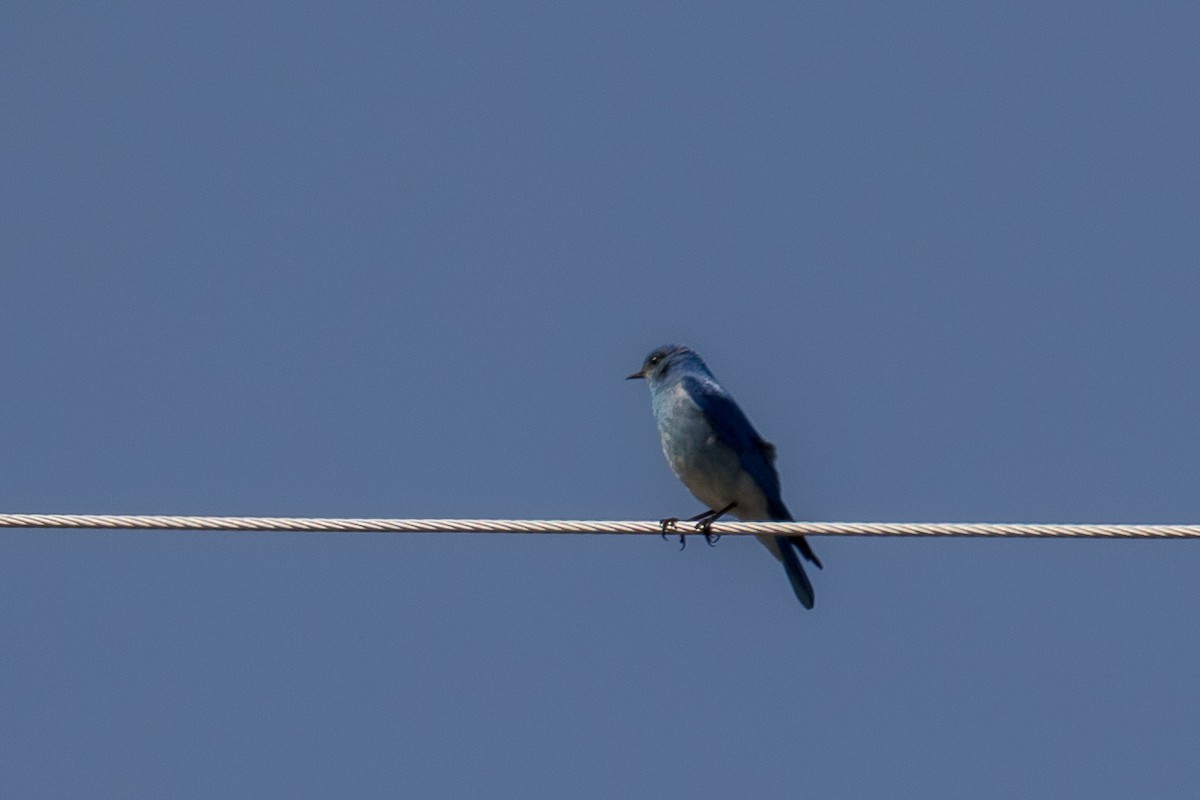 Mountain Bluebird - ML619876869