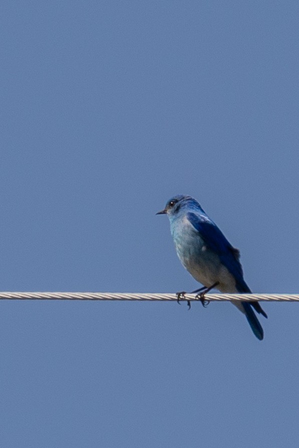 Mountain Bluebird - ML619876870