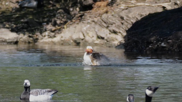 Mandarin Ördeği - ML619876871