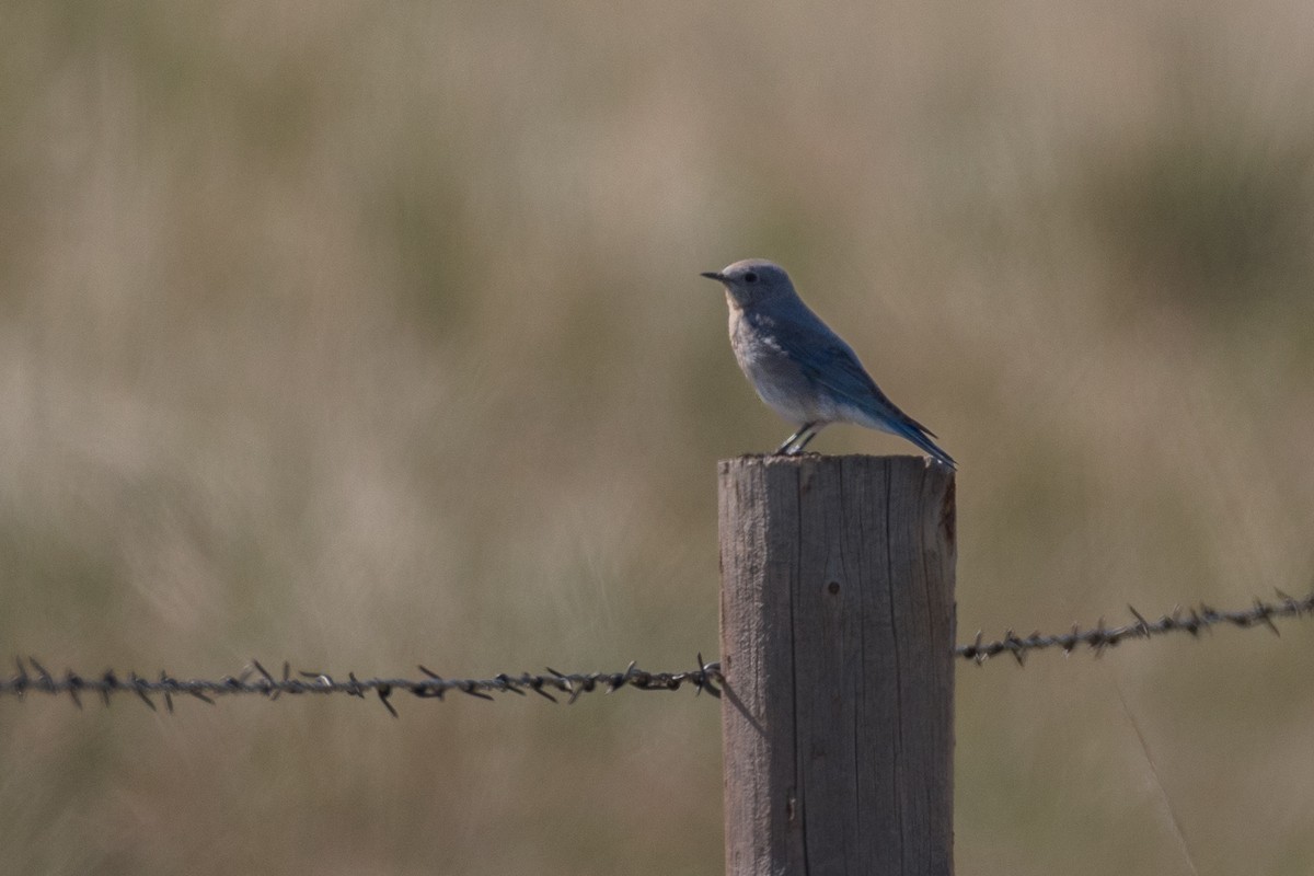 Mountain Bluebird - ML619876872