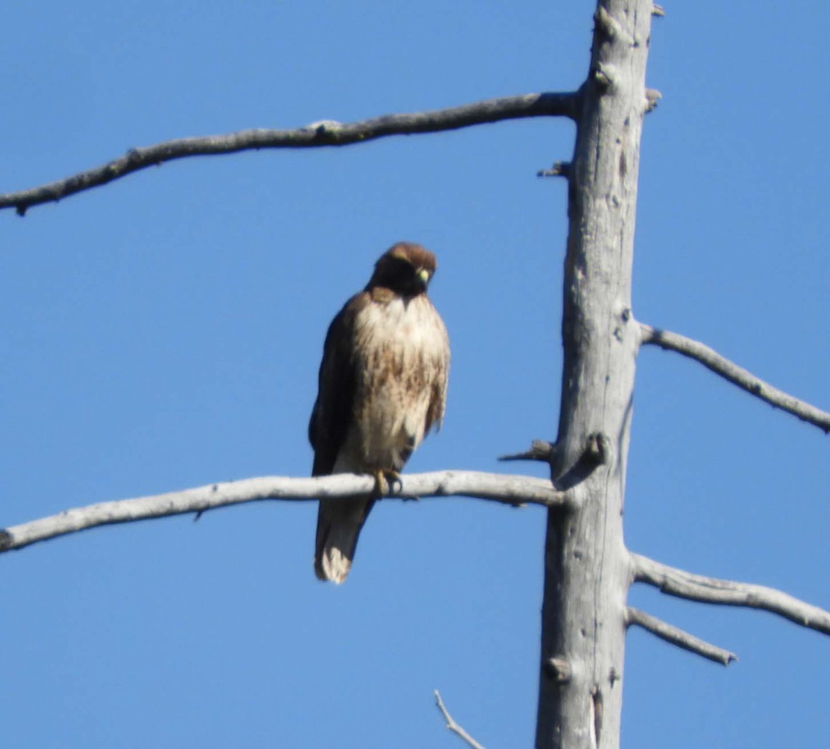 Red-tailed Hawk - ML619876876