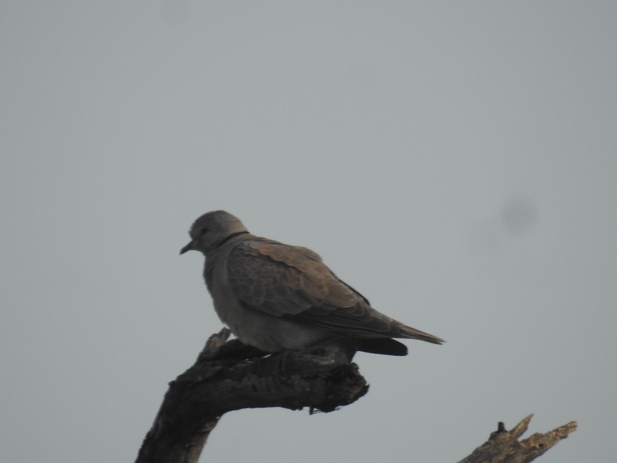 Eurasian Collared-Dove - ML619876879