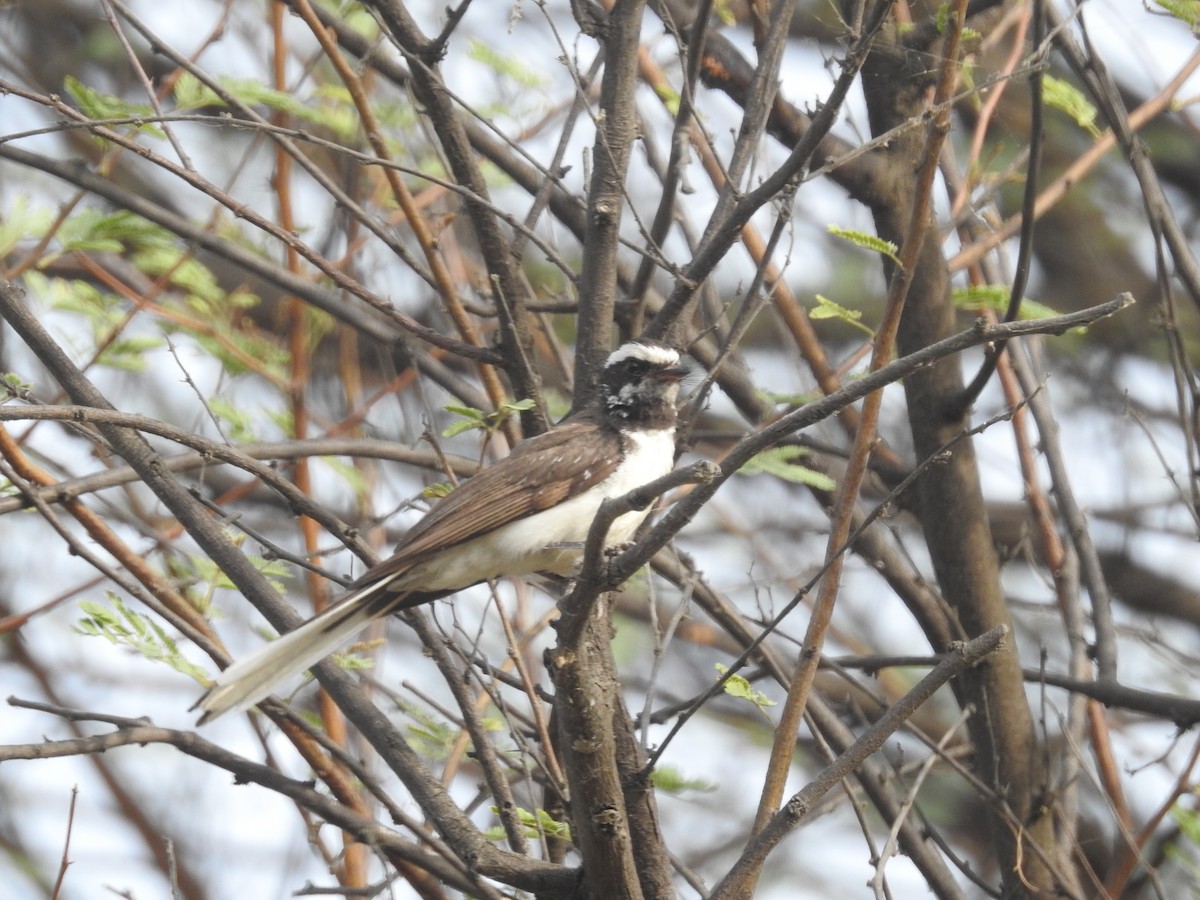 White-browed Fantail - ML619876881