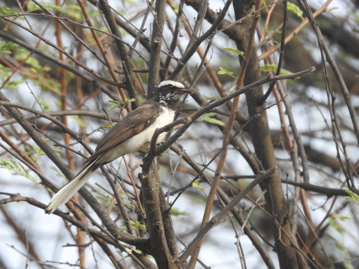 White-browed Fantail - ML619876882