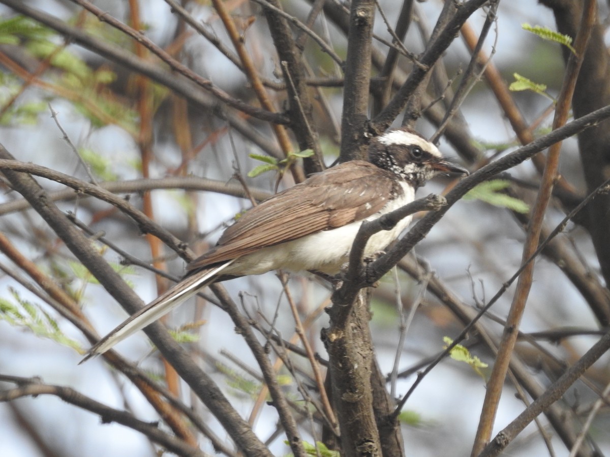 White-browed Fantail - ML619876883