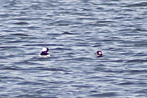 Bufflehead - ML619876896