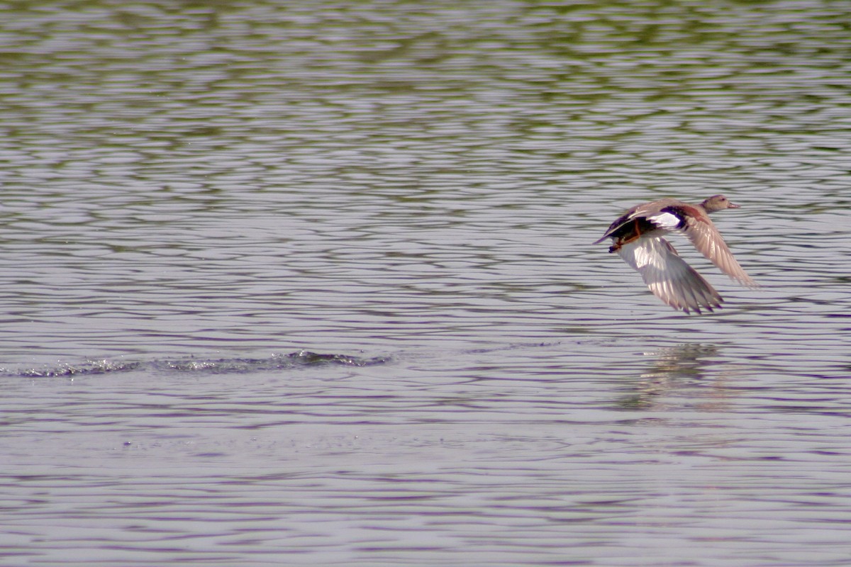 Gadwall - ML619876902