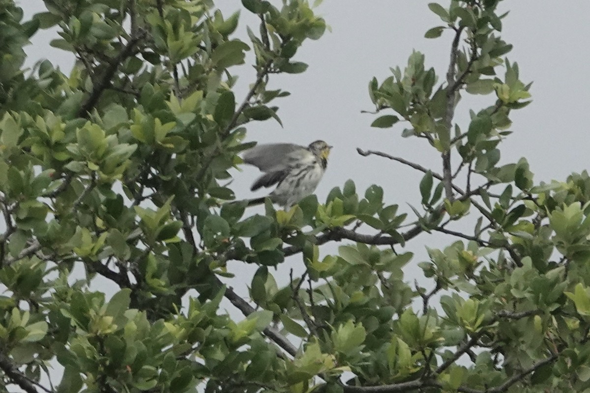 Golden-cheeked Warbler - ML619876906