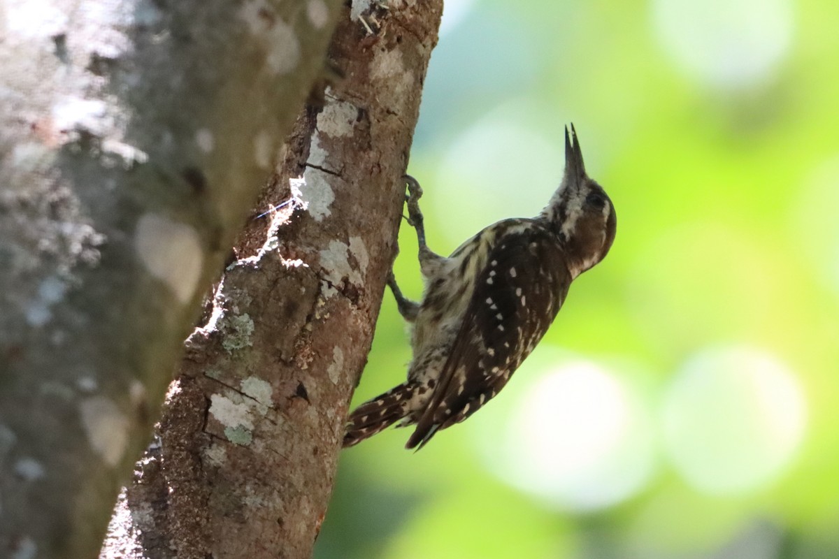 Philippine Pygmy Woodpecker - ML619876913