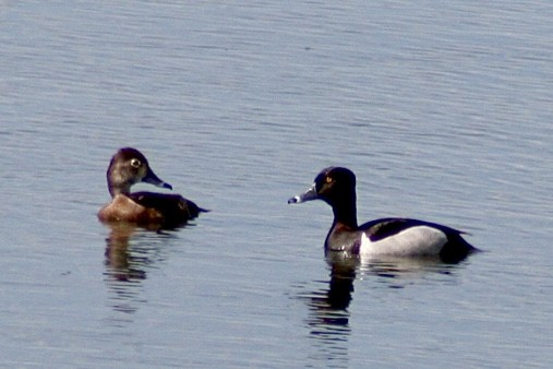 Ring-necked Duck - ML619876921