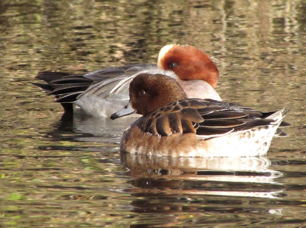 Eurasian Wigeon - ML619876922