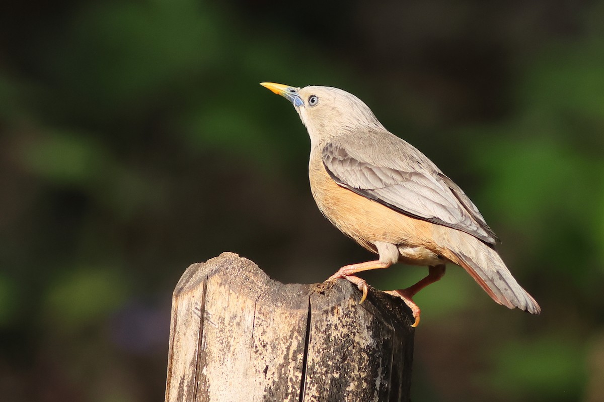 Chestnut-tailed Starling - ML619876925