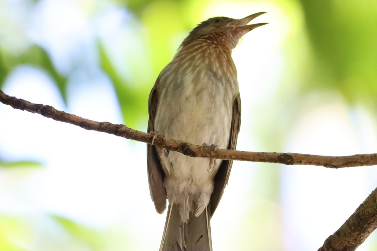 Bulbul de Guimaras - ML619876926