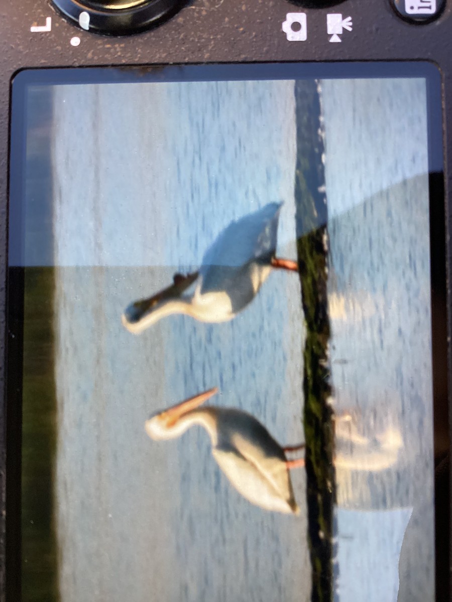 American White Pelican - ML619876928