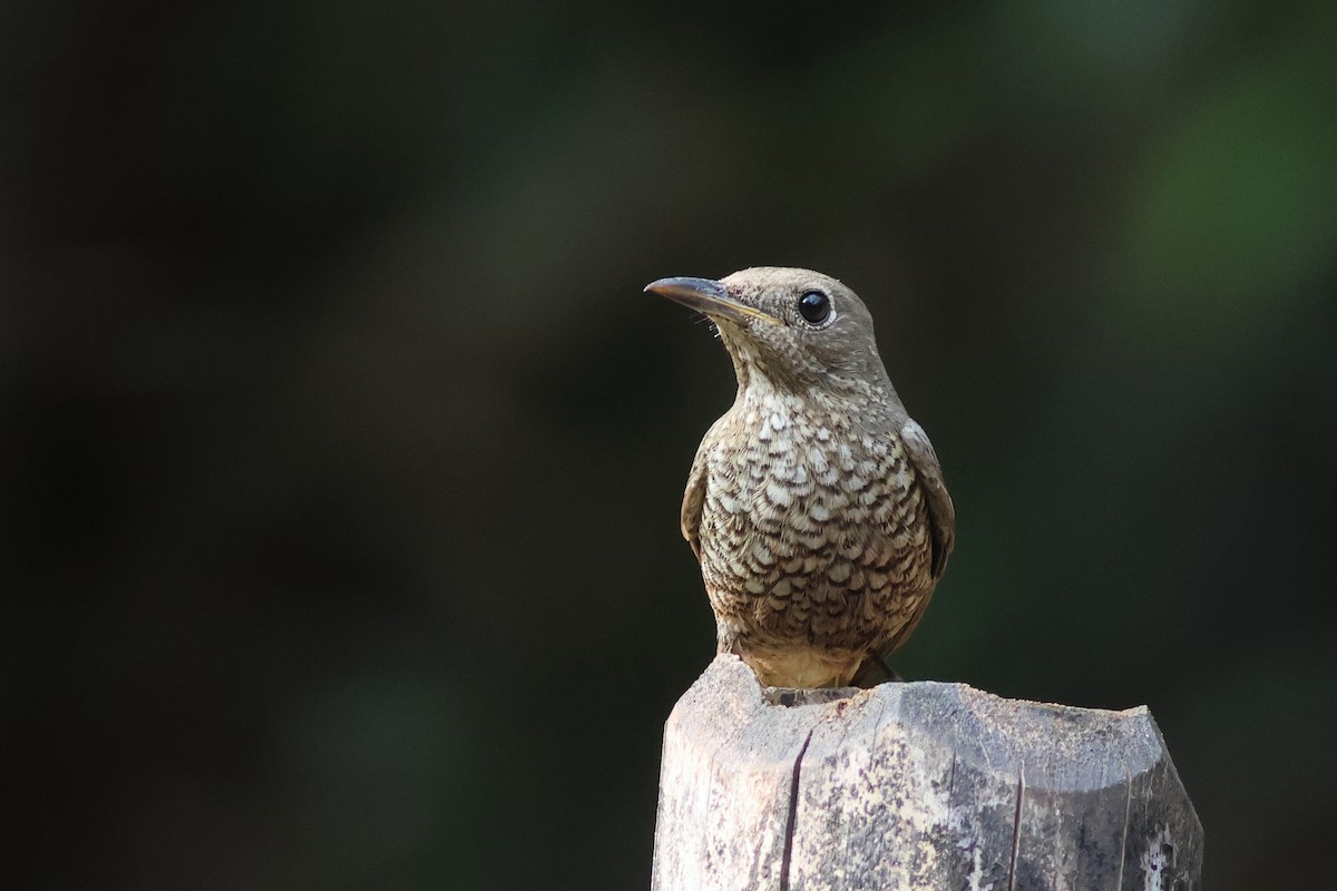 Blue-capped Rock-Thrush - ML619876934