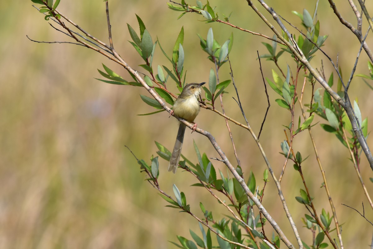 Plain Prinia - ML619876944