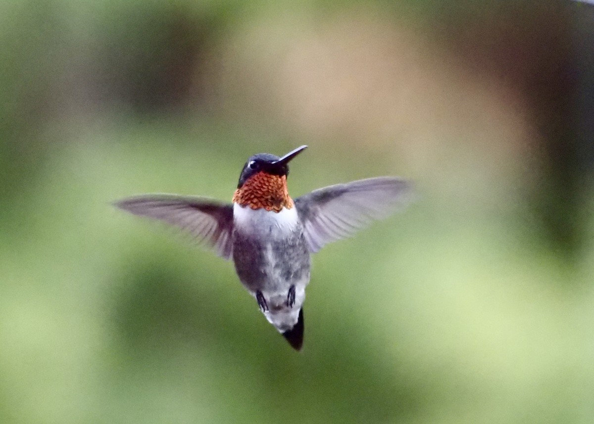 Ruby-throated Hummingbird - ML619876952