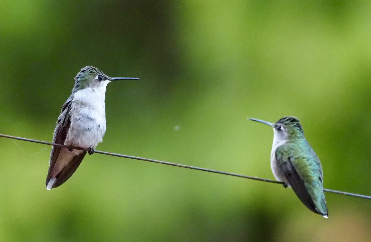 Ruby-throated Hummingbird - ML619876953