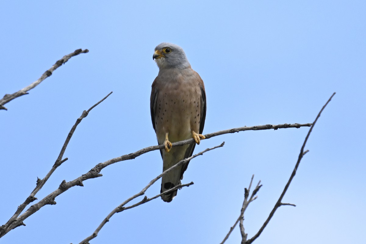 Lesser Kestrel - ML619876961