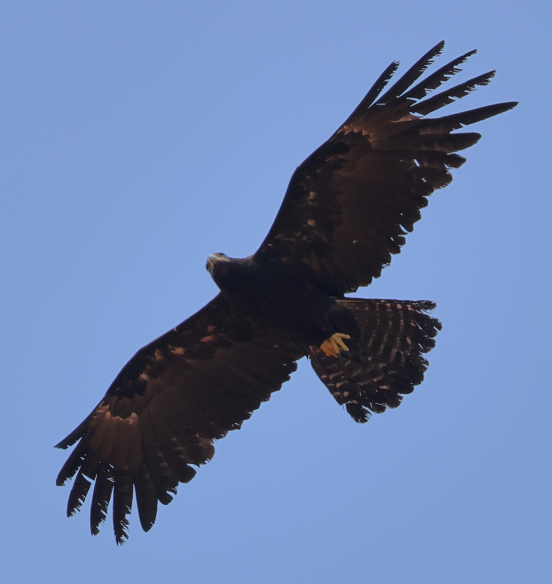 Black Eagle - ML619876967