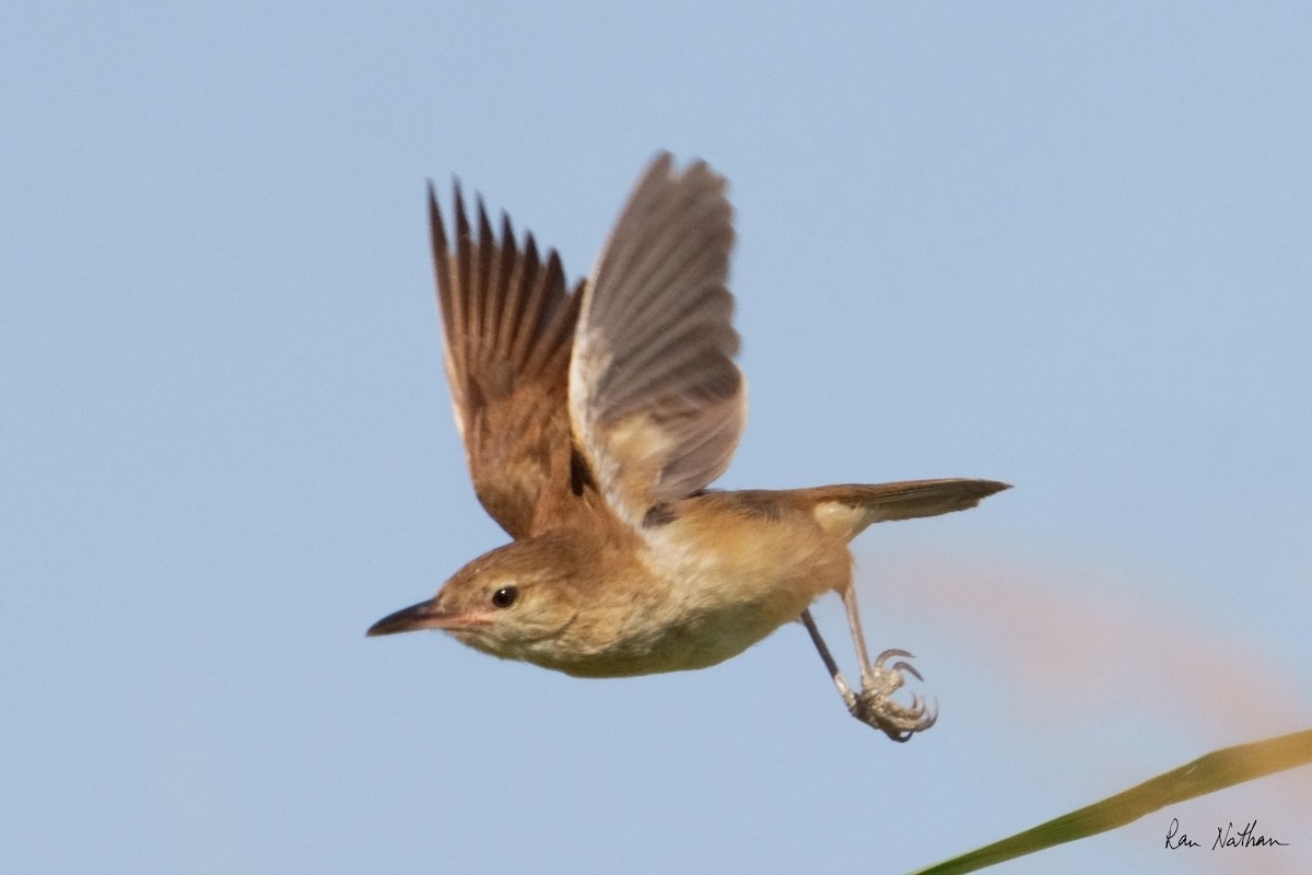 Clamorous Reed Warbler (Clamorous) - ML619876974